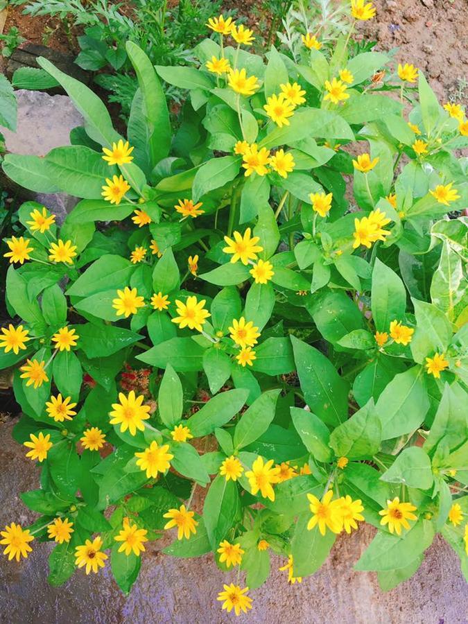 Countryside Garden Homestay