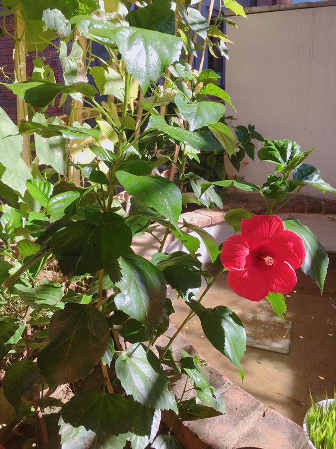Homestay Countryside Garden