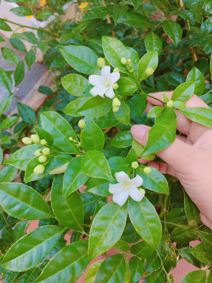 Homestay Countryside Garden *